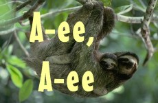 A-ee, A-ee